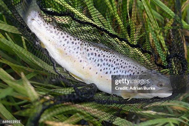 brown trout - reo fotografías e imágenes de stock