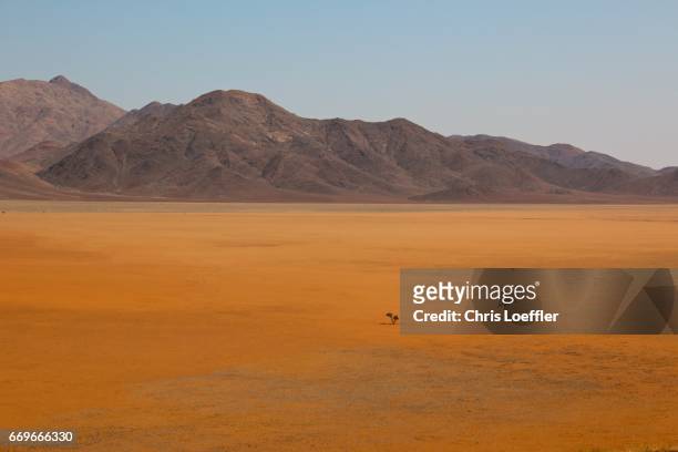 lonely tree, namibrand reserve, namibia - ausdauer stock pictures, royalty-free photos & images