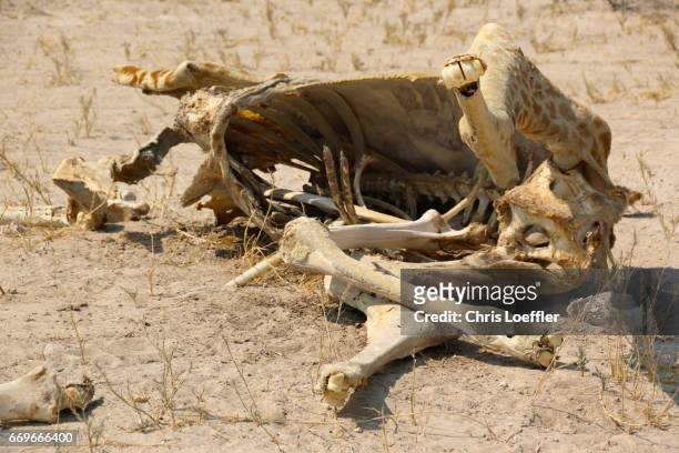 giraffe cadaver, etosha nationalpark, namibia - überleben stockfoto's en -beelden