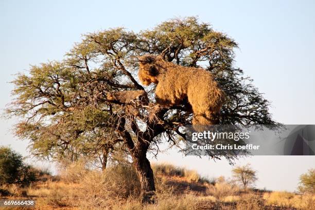 amazing birdnest in the red dunes, namibia - aussicht genießen 個照片及圖片檔