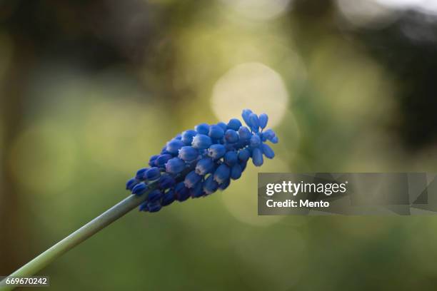 bokeh. - muscari armeniacum stock pictures, royalty-free photos & images