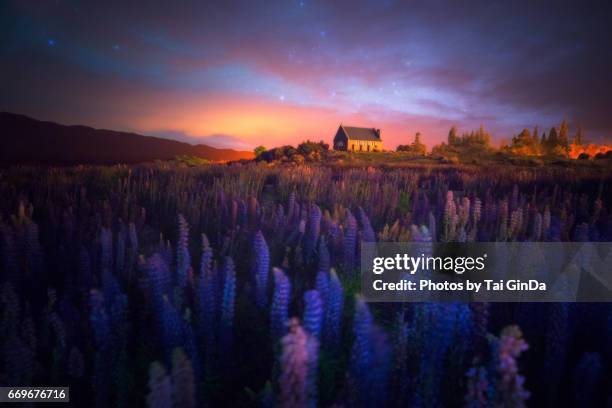 milky way at the church of the good shepherd with blooming lupine in lake tekapo in new zealand. - tekapo stock-fotos und bilder