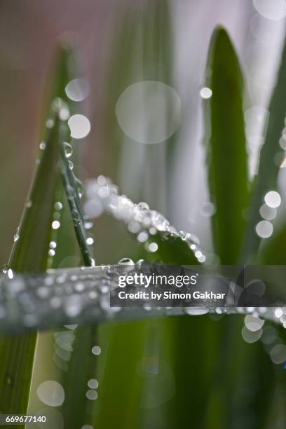 blades of grass with droplets after rain - rising damp stock pictures, royalty-free photos & images