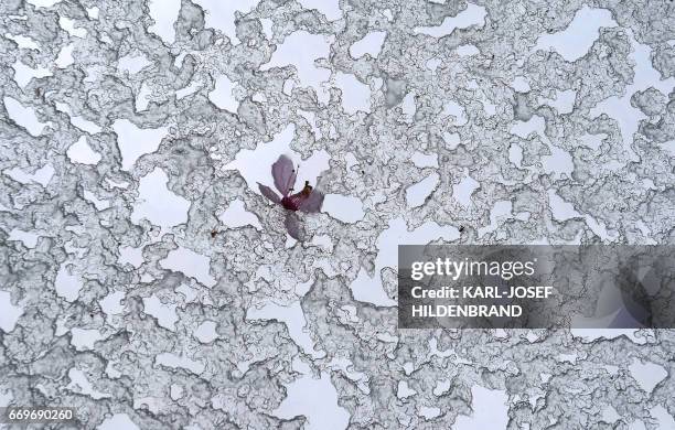 The blossom of a cherry tree lays amidst sleet on a roof window in Kaufbeuren, southern Germany, on April 17, 2017. / AFP PHOTO / dpa / Karl-Josef...