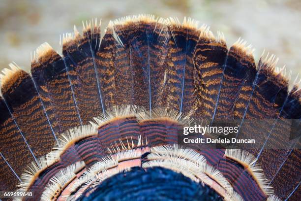 turkey feathers - turkey feathers imagens e fotografias de stock