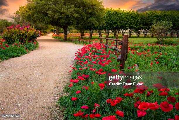 red corn poppies in central texas - fredericksburg texas stock-fotos und bilder