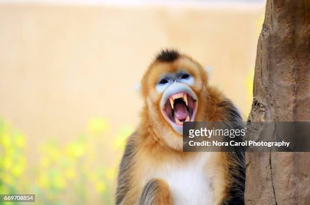 yawning golden snub-nosed monkey - yunnan snub nosed monkey stock-fotos und bilder