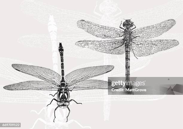dragonflies - dragon fly stock illustrations