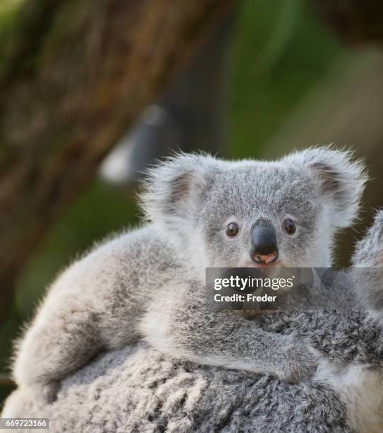 joven de koalas - animal joven fotografías e imágenes de stock