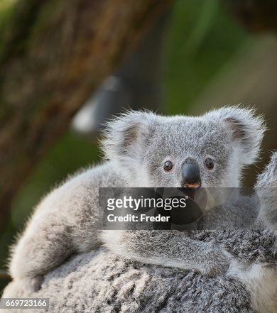1,948 Cute Koala Photos and Premium High Res Pictures - Getty Images