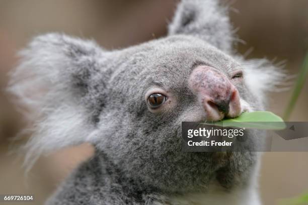 koala - blinking stock pictures, royalty-free photos & images