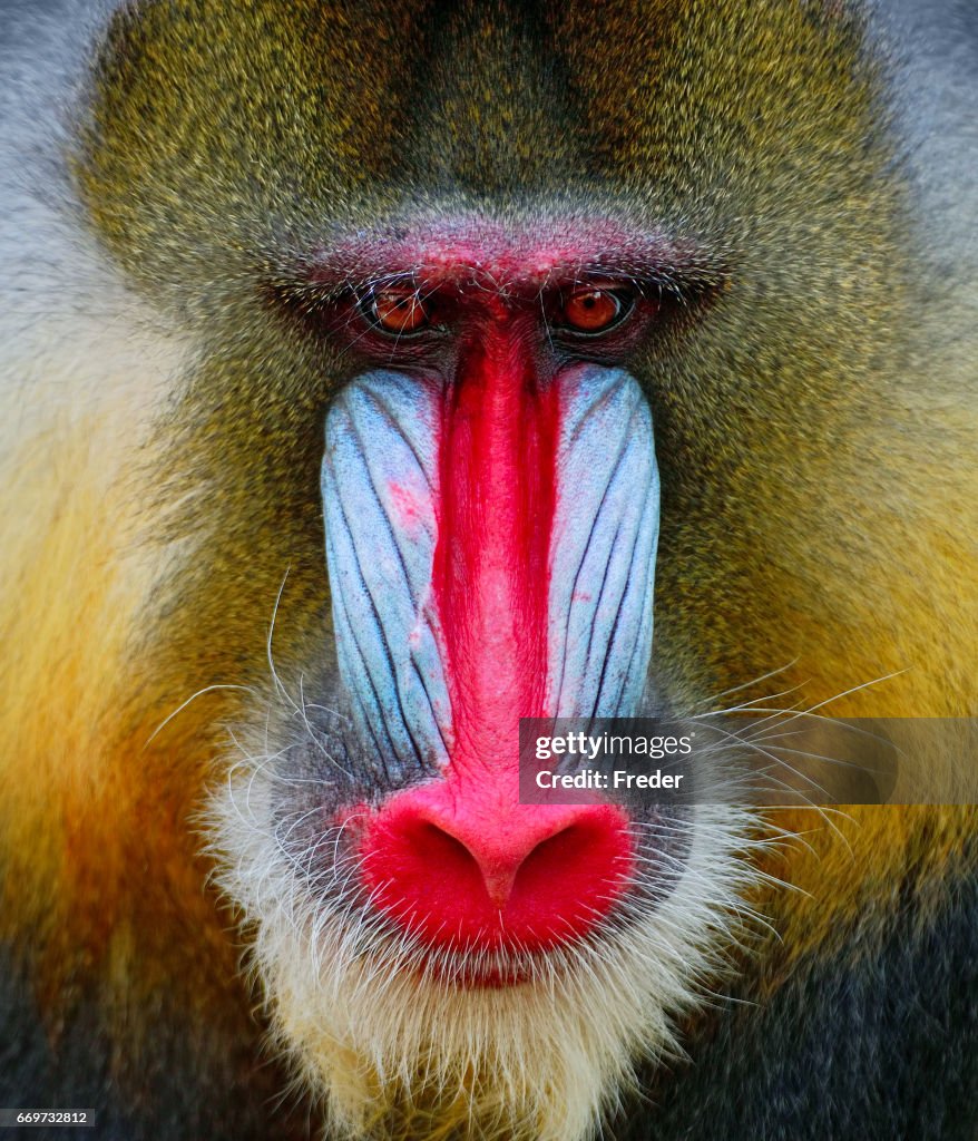 Mandrell Spring Mandrill High-Res Stock Photo - Getty Images