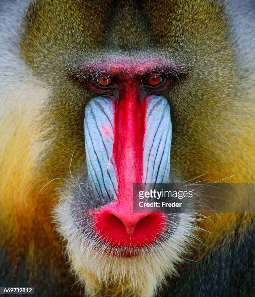 mandrill - male baboon stock pictures, royalty-free photos & images