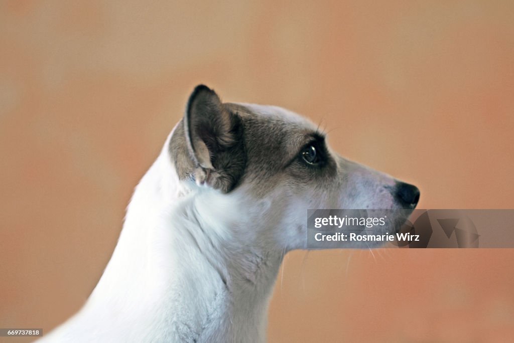 Profile portrait of Jack Russel Terrier puppy