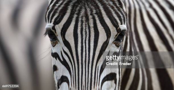 zebra  - kontrastreich stock-fotos und bilder