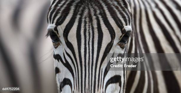 zebra - animal close up foto e immagini stock