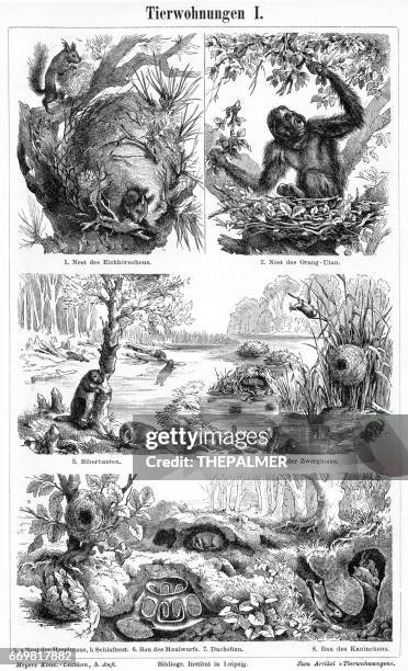 animal nest and homes engraving 1895 - orang utan stock illustrations