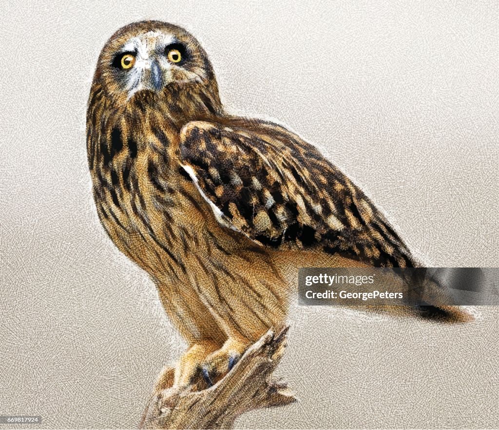 Etching of a Short Eared Owl