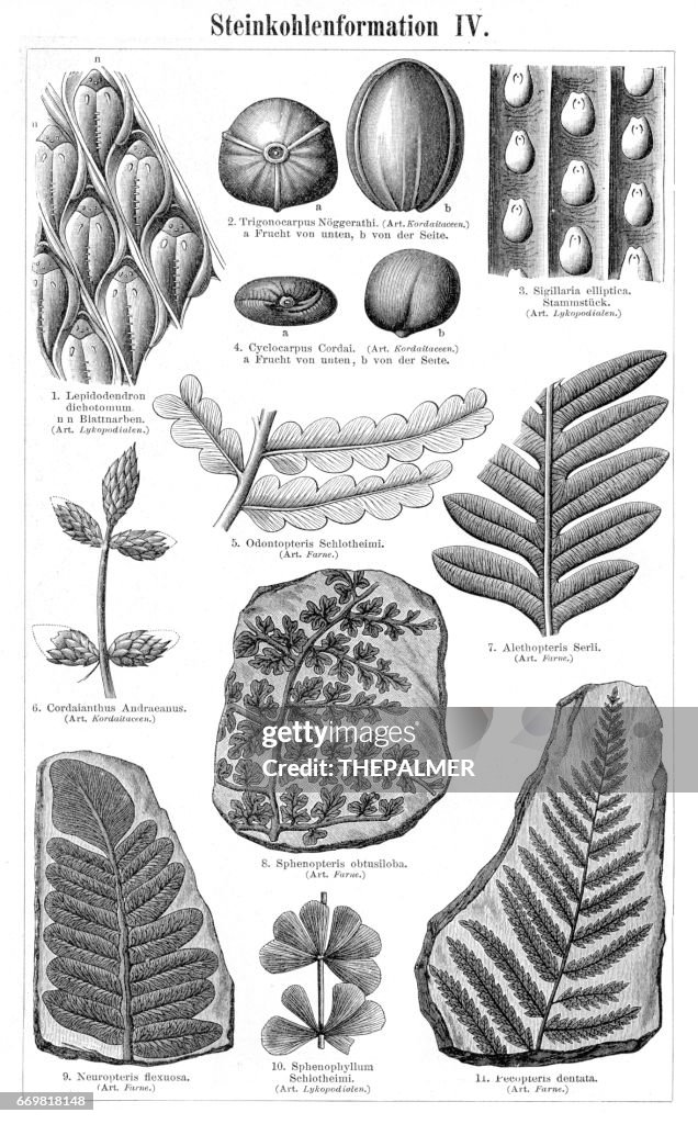 Stucco formation engraving 1895