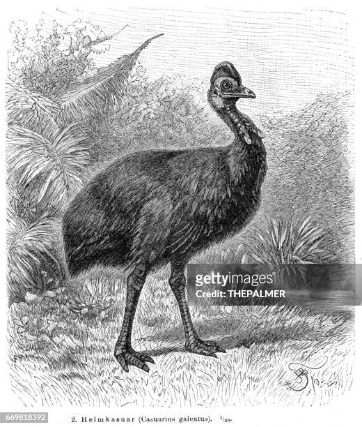 cassowary bird engraving 1895 - cassowary stock illustrations