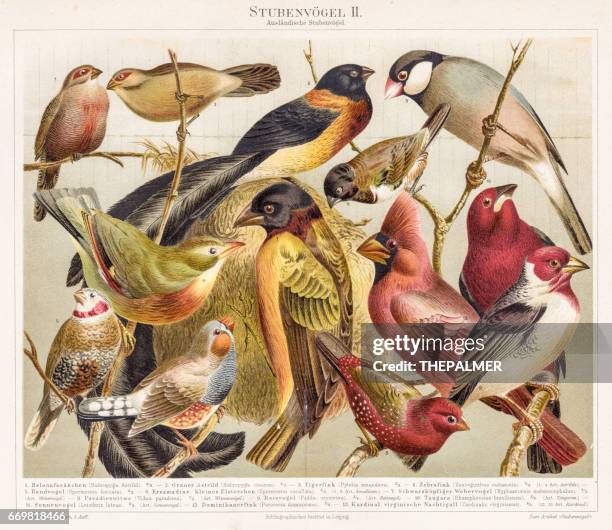stockillustraties, clipart, cartoons en iconen met vogels chromolithograph, 1895 - chromolithografie