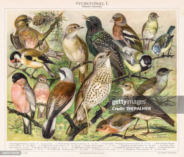 ilustraciones, imágenes clip art, dibujos animados e iconos de stock de cromolitografía de aves 1895 - nightingale