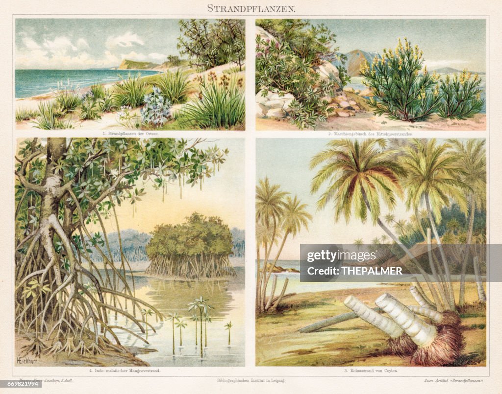 Strand Pflanzen Farblitho 1895