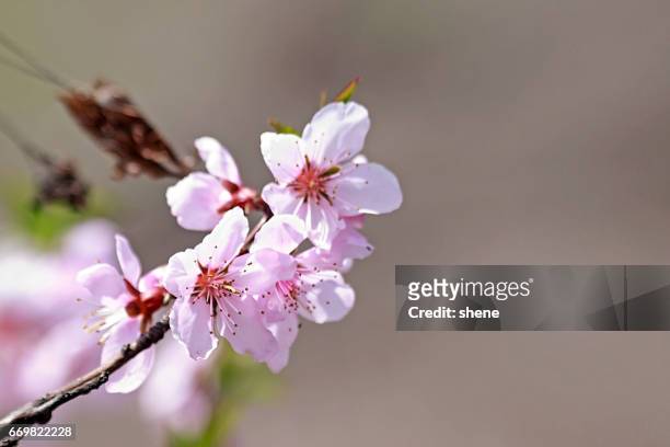 peach blossom - fleur de pêcher photos et images de collection