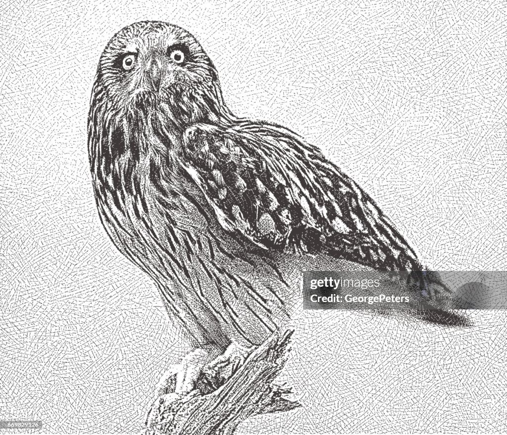 Etching of a Short Eared Owl