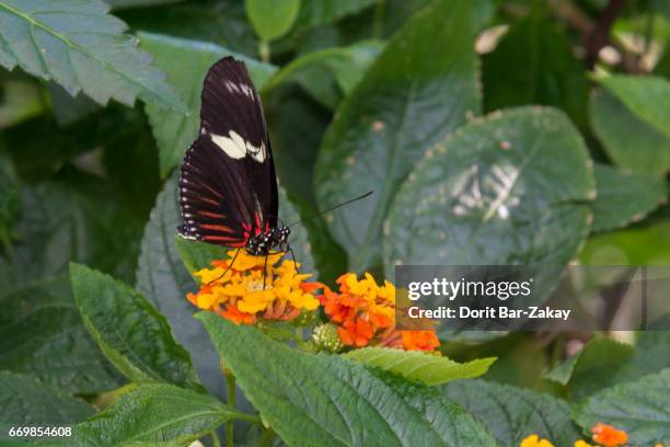 doris longwing (heliconius doris) - heliconiinae stockfoto's en -beelden