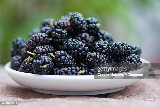 best of month!  - mulberry fruit stock pictures, royalty-free photos & images