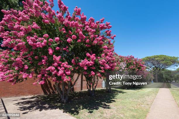 wellington, australia - december 26, 2016: wellington memorial pool, awesome place for summer vacation, with beautiful crepe myrtle blooms. crepe myrtle or lagerstroemia indica or saru-suberi. - crape myrtle stock-fotos und bilder