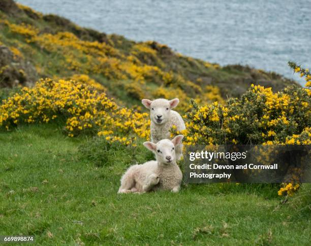 Devon Spring Time 4,335 Devon Spring Stock Photos, High-Res Pictures, and Images - Getty ...