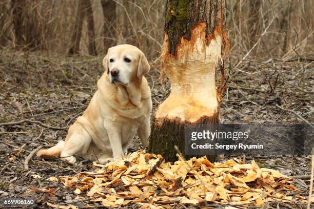 labrador retriever look out for the beaver - broken tree stock pictures, royalty-free photos & images