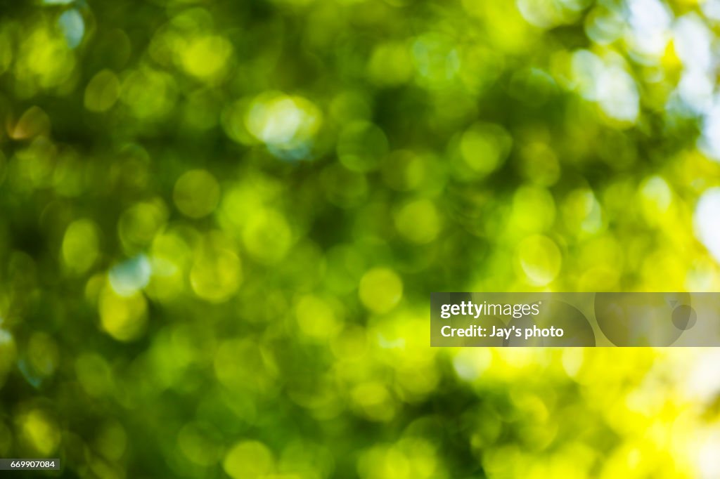 Bokeh in a green natural background, defocused