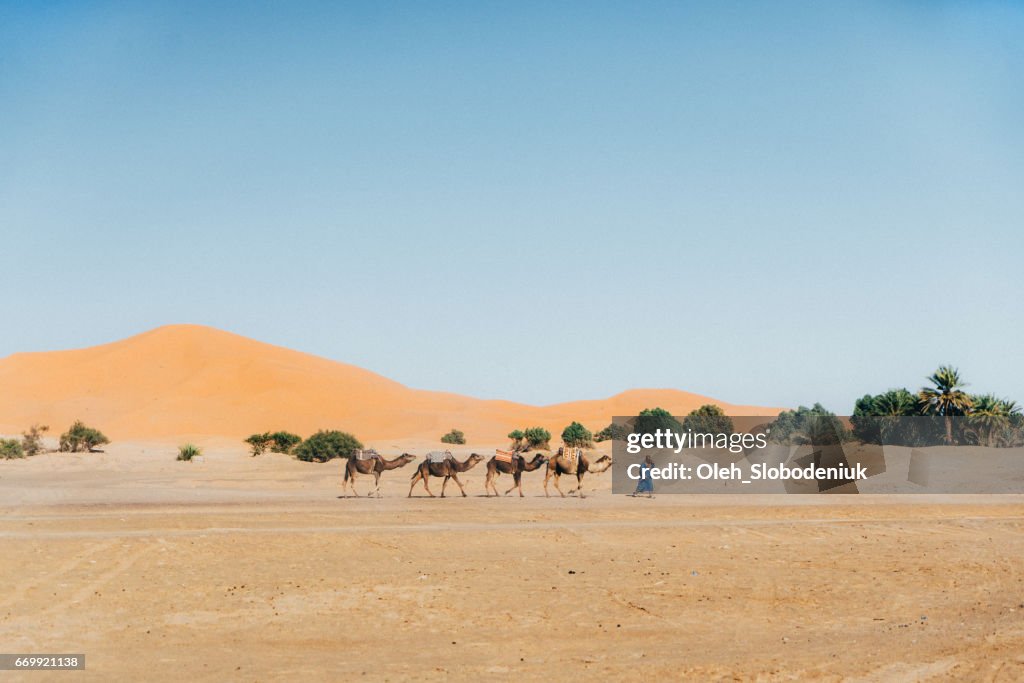 Camel train in desert