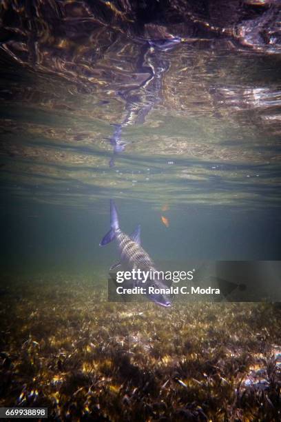 Fishing for bonefish on March 28, 2017 in Cherokee Sound, Abacoa.