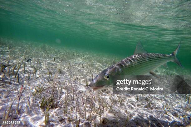 Fishing for bonefish on March 28, 2017 in Cherokee Sound, Abacoa.