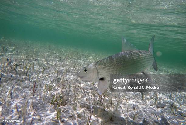 Fishing for bonefish on March 28, 2017 in Cherokee Sound, Abacoa.