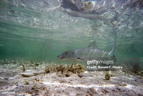 Fishing for bonefish on March 28, 2017 in Cherokee Sound, Abacoa.