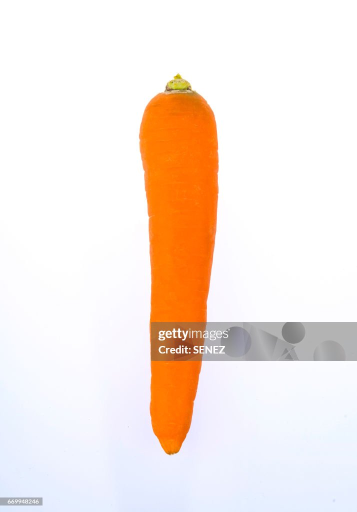 Carrot