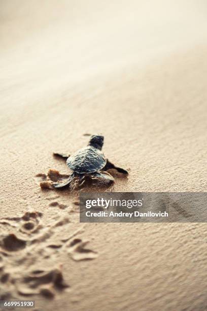 neu geboren meeresschildkröte - tortoise stock-fotos und bilder