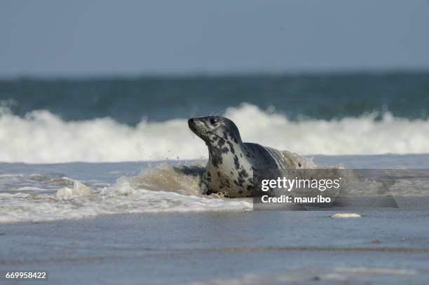 gray seal (halichoerus grypus) - kegelrobbe stock-fotos und bilder