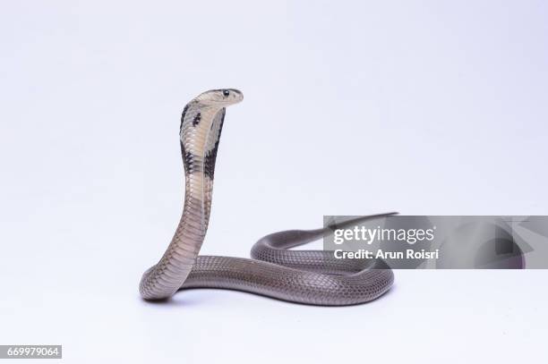 naja siamensis (black and white spitting cobra, indo-chinese spitting cobra, siamese cobra) - cobra stock pictures, royalty-free photos & images