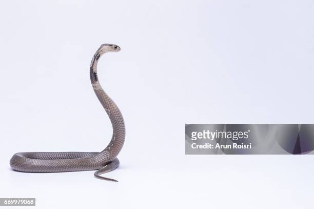 naja siamensis (black and white spitting cobra, indo-chinese spitting cobra, siamese cobra) - tail stock pictures, royalty-free photos & images