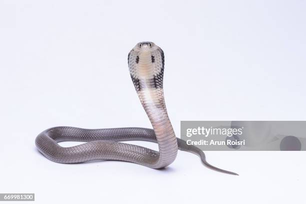 naja siamensis (black and white spitting cobra, indo-chinese spitting cobra, siamese cobra) - cobra stockfoto's en -beelden