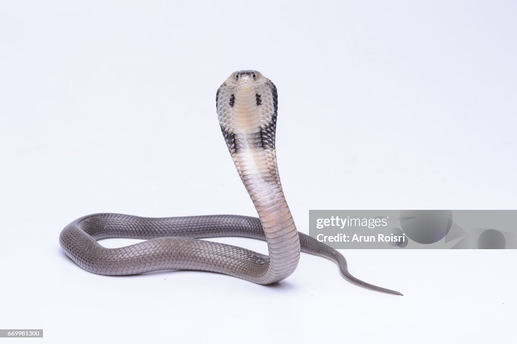 Naja siamensis (Black And White Spitting Cobra, Indo-chinese Spitting Cobra, Siamese Cobra)