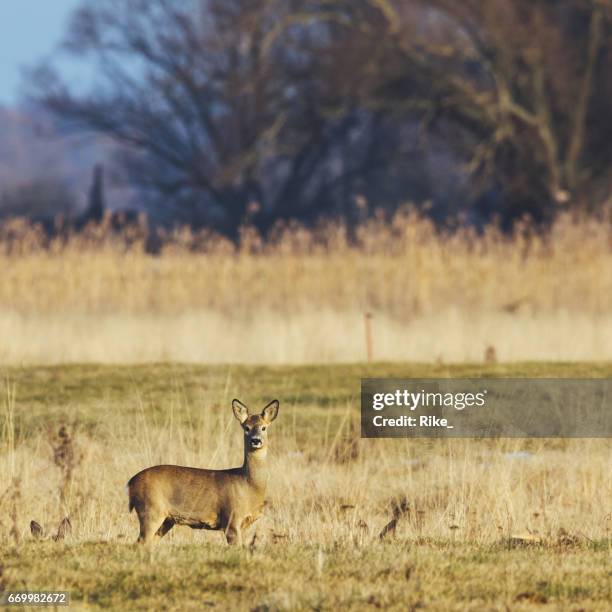 single deer in the meadow on a foggy cold day in winter - kontur stock pictures, royalty-free photos & images