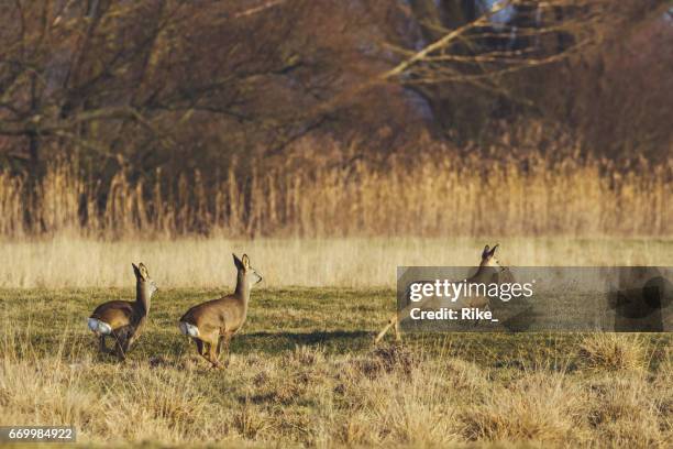 deer group in the meadow on a foggy cold day in winter - kontur stock pictures, royalty-free photos & images