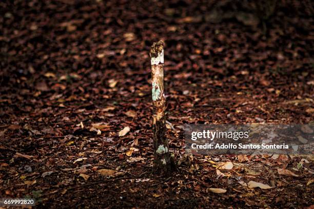 the nature in harmony - inconsciente stockfoto's en -beelden